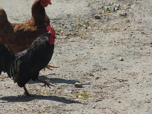 Storia di uno sguardo a puntate, 4/ Roma-Amelia e ritorno, passando per Orte (seconda&nbsp;parte)