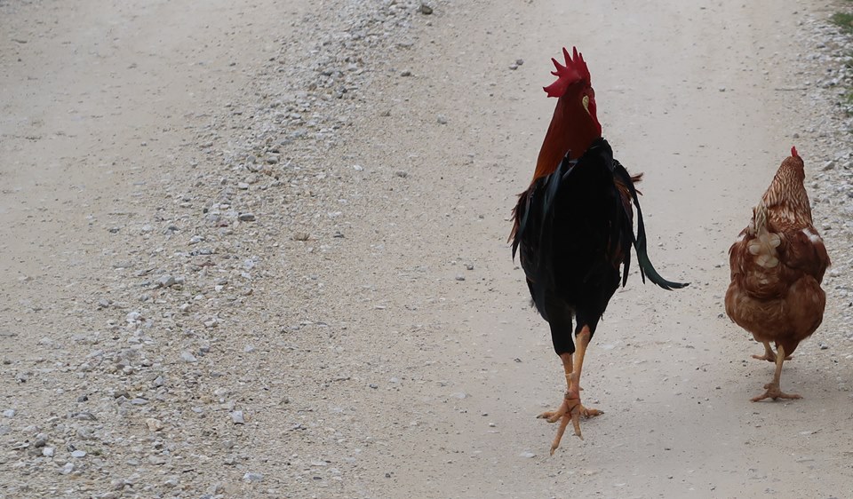 Storia di uno sguardo a puntate, 3 / Roma-Amelia, passando per Orte (prima&nbsp;parte)